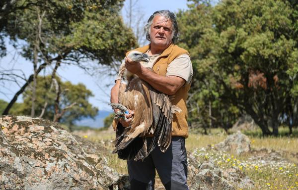 Bild 1 von 3: Ernesto Ãlvarez Xusto, Präsident der spanischen Tierschutzorganisation GREFA, lässt einen genesenen Gänsegeier frei.