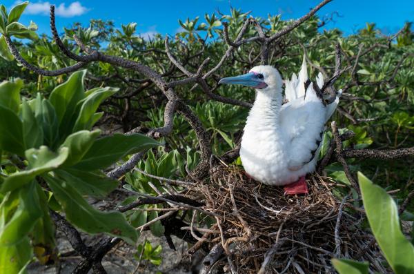 Bild 1 von 15: Bei der Balz spielen die roten Füße der Rotfußtölpel eine bedeutende Rolle: Die kräftige Farbe signalisiert, dass das Männchen gesund und gut genährt ist.