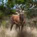 Der Hirsch - Stolzer König des Waldes