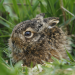 Niedersachsens kleine Helden - Hamster und Hasen