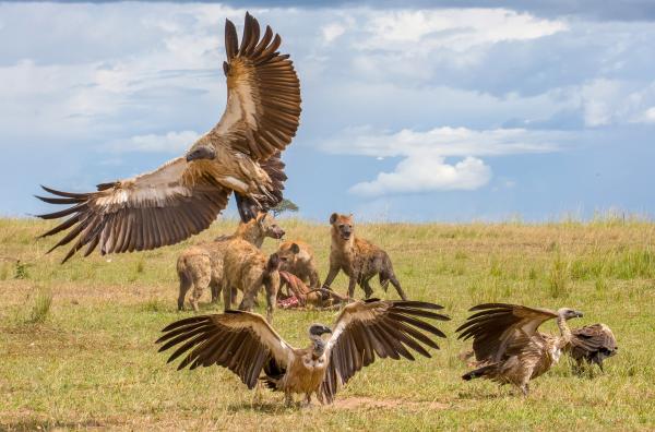 Bild 1 von 5: Aasfresser haben kein gutes Image: Geier und Tüpfelhyänen machen sich an einem Antilopenkadaver zu schaffen.