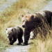 Goldgräber und Grizzlybären