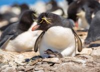 Ein perfekter Planet