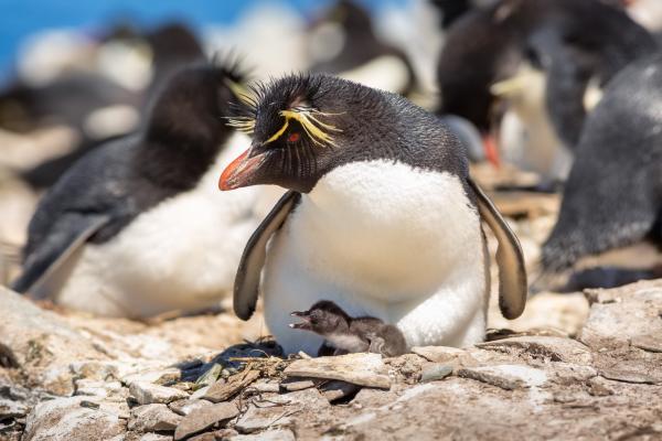 Bild 1 von 5: Felsenpinguine brüten auf hohen, steilen Klippen der Falklandinseln. Sie sind eigentlich perfekt an ein Leben im Wasser angepasst, trotzdem gelingt es ihnen, selbst bei hohen Brandungswellen ihren Nistfelsen zu erklimmen.