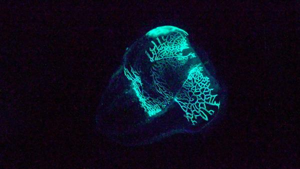 Bild 1 von 7: Die Melonen-Qualle lässt bei Störungen eisblaue Lichtmuster über ihren Körper laufen.