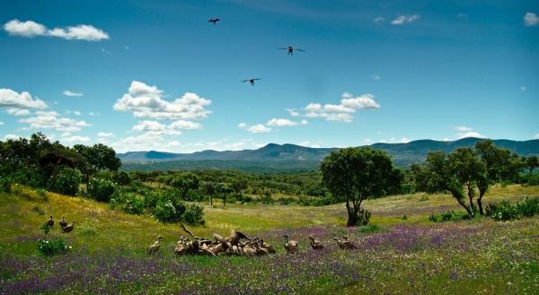 Bild 1 von 4: Den scharfen Augen der Gänsegeier entgeht nichts. Landet einer, heißt das für alle anderen: es gibt was zu holen. Der Hirschkadaver ist ein gefundenes Fressen.