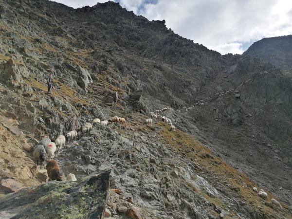 Bild 1 von 4: In einem langen  anstrengenden Tagesmarsch mit vielen Höhenmetern ziehen die Schafe im Herbst heimwärts, vom österreichischen Ötztal zurück ins Südtiroler Schnalstal. Teile der Strecke sind steil und vor allem bei einem Wetterumschwung kann es schnell gefährlich werden für Mensch und Tier. \