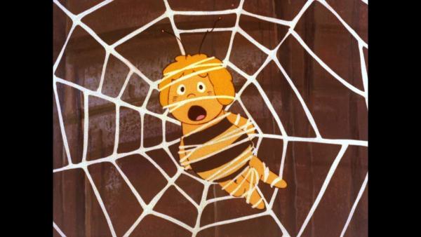 Bild 1 von 2: Maja gerät in das Netz der Spinne Thekla.