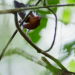 Tierische Überflieger