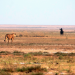 Tierische Titanen - Wildes Grasland