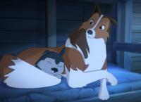 Lassie