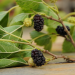 Querbeet Classix