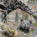 Paula und die wilden Tiere