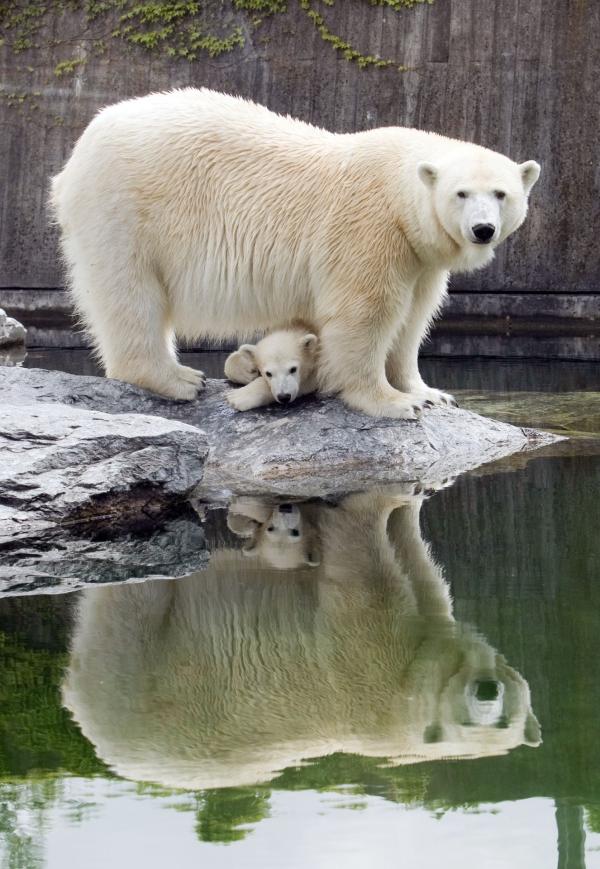 Bild 1 von 2: Wilbär und Mutter Corinna, Wilhelma Stuttgart.