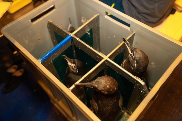 Bild 1 von 10: Sixpack für die Wissenschaft. Die nördlichste Pinguinart der Welt, Galapagos-Pinguine, unter dem behutsamen Auge der Forschung.