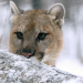 Der unsichtbare Puma
