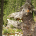Europas Urwälder