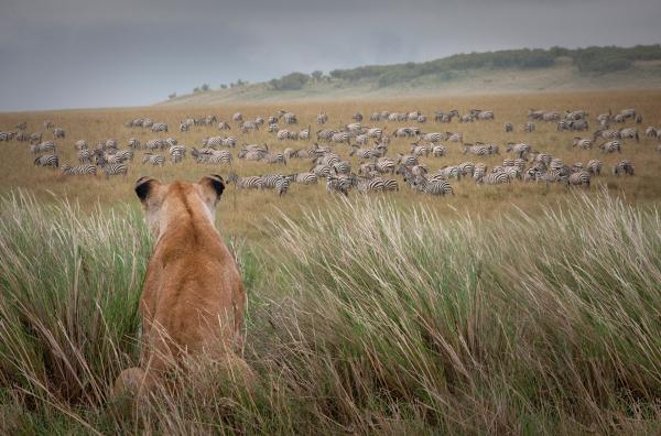 Bild 1 von 4: Eine Löwin lauert vor einer Zebraherde im Masai-Mara-Nationalpark in Kenia.