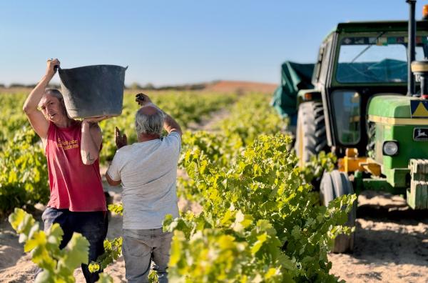 Bild 1 von 3: Weinernte in Morales de Toro, Spanien