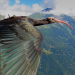 Tierische Überflieger