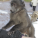 Bilder zur Sendung: Paula und die wilden Tiere