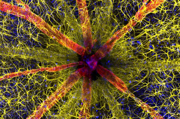Bild 1 von 1: Kunstwerk oder wissenschaftliches Dokument? Dieses mikroskopische Foto eines Rattenauges ist nicht nur optisch ansprechend, sondern soll uns auch entscheidende Informationen für die Medizin liefern.