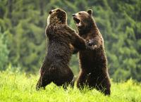 Abenteuer Wildnis