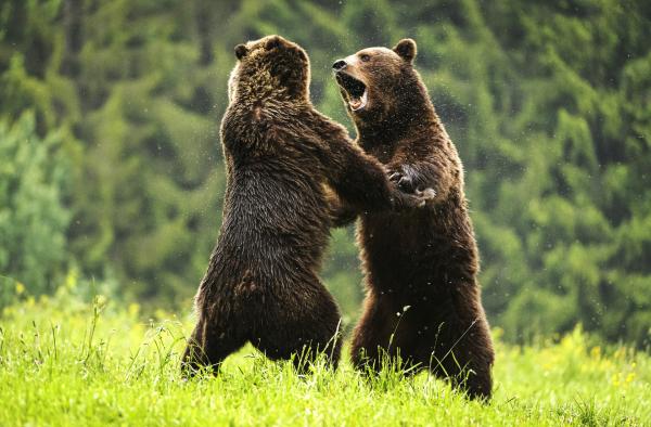 Bild 1 von 1: Nirgendwo auf der Welt leben mehr Braunbären auf vergleichbaren Raum als in den Bergen Transsilvaniens.