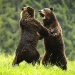 Abenteuer Wildnis