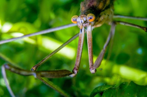Bild 1 von 2: Stabwanzen lauern ihrer Beute bewegungslos im Wasser auf und atmen dabei durch ihr Atemrohr, das wie ein Periskop an die Wasseroberfläche reicht.
