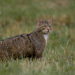Wildkatzen und Wildhunde