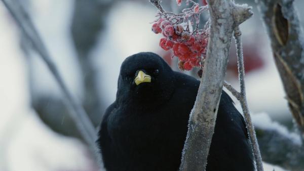 Bild 1 von 39: Im Bild: Bergdohle.