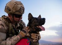 Tiere im Krieg - Begleiter und Beschützer