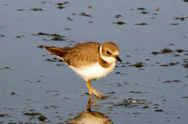 Bild 1 von 5: Jedes Jahr nisten viele Vögel wie der Sandregenpfeifer an den Stränden von Wales.