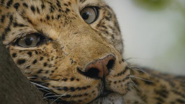 Bild 1 von 15: Eine Leopard ist sofort wach, wenn am Fuß \