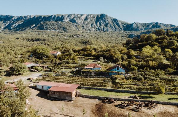 Bild 1 von 5: Inzwischen sind es 59 Stuten und ein Hengst, die auf Darkos Eselfarm im Dorf Martinici ein Zuhause haben ?- hoch in den Bergen, 17 Kilometer von Montenegros Hauptstadt Podgorica entfernt.