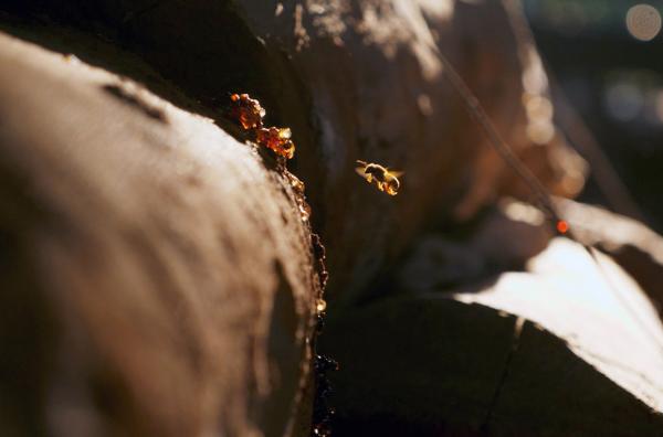 Bild 1 von 4: Die Melipona-Biene ist stachellos und in Südamerika zu Hause. Sie wurde zur Zeit der Maya verehrt, doch wird sie heute nur noch selten für ihren Honig gehalten, da sie sehr viel weniger produziert als ihre Verwandte, die Europäische Honigbiene.