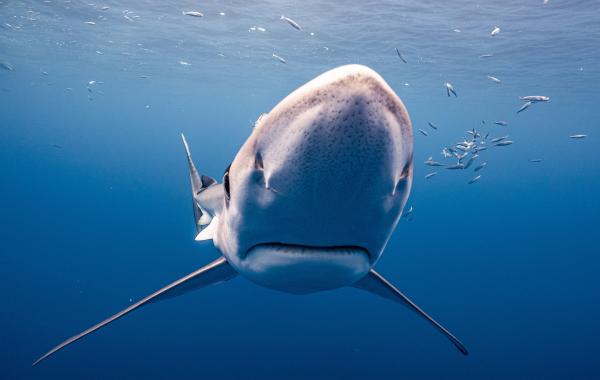 Bild 1 von 2: Haifischflossen werden hauptsächlich nach China und Hongkong verkauft. Eine Haifischflosse kann bis zu 1000 Euro kosten, die Suppe zählt zu den Statussymbolen in China.