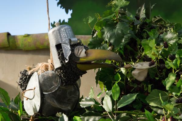 Bild 1 von 5: Verflixt und pieksig! Es fällt Rudi (Lennart Morgenstern) nicht so leicht, schnell genügend Brombeeren für Ottos leckere Marmelade zu pflücken.© ZDF/Zia Ziarno - Honorarfreie Verwendung gemäß AGB im redaktionellen Zusammenhang mit genannter Sendung bei Nennung \