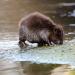 Abenteuer Wildnis