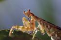 Insekten - Die heimlichen Herrscher