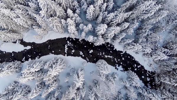 Bild 1 von 19: Im Bild: Winterwald.