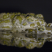 Die Lausitz - Experiment Natur