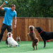 Der Hundetrainer - Lucky Dogs mit Brandon McMillan