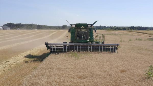 Bild 1 von 5: Biobauern nehmen Unkraut im Kornfeld in Kauf, wenn sie nicht genverändertes Saatgut anbauen. Modernes Gensaatgut wird von den Herstellern so gestaltet, dass es zielgenau eingesetzte Pestizide desselben Anbieters überlebt.