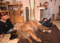 Die großen Hunde - Mit Martin Rütter
