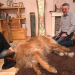 Die großen Hunde - Mit Martin Rütter