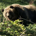 Rocky Mountains - Wildkorridore für die Grizzlybären