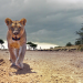 Serengeti