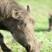 Die fabelhafte Welt der Schweine